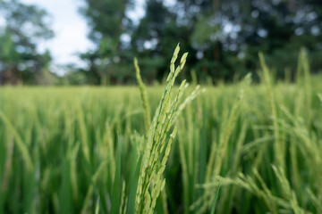 Fototapeta premium Rice Paddy Rice Plant Young Growing