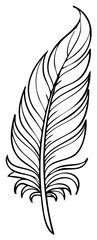 Obraz premium Elegant single feather illustration graphic design element line art drawing