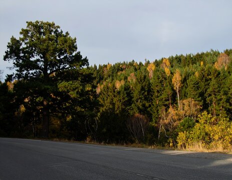 Vista panor&aacute;mica de una carretera asfaltada que bordea un denso bosque de pinos y &aacute;rboles con follaje oto&ntilde;al bajo un cielo despejado.