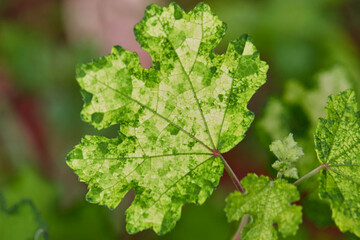 Variegated Green Leaf Close-up
