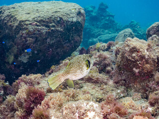 サザナミフグ,  英名学名科目：White-spotted puffer, Arothron hispidus, フグ科, 他。 ヒリゾ浜南伊豆町中木 静岡県伊豆半島-2025 日本有数のシュノーケリングスポット。 夏の数カ月間だけ渡し船で行ける。 水質透明度魚影が素晴らしい。  © d3_plus