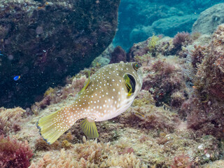 サザナミフグ,  英名学名科目：White-spotted puffer, Arothron hispidus, フグ科, 他。 ヒリゾ浜南伊豆町中木 静岡県伊豆半島-2025 日本有数のシュノーケリングスポット。 夏の数カ月間だけ渡し船で行ける。 水質透明度魚影が素晴らしい。  © d3_plus