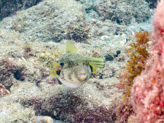 サザナミフグ,  英名学名科目：White-spotted puffer, Arothron hispidus, フグ科, 他。 ヒリゾ浜南伊豆町中木 静岡県伊豆半島-2025 日本有数のシュノーケリングスポット。 夏の数カ月間だけ渡し船で行ける。 水質透明度魚影が素晴らしい。  © d3_plus