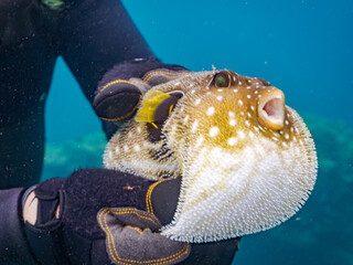 怒って膨らむサザナミフグ,  英名学名科目：White-spotted puffer, Arothron hispidus, フグ科, 他。 ヒリゾ浜南伊豆町中木 静岡県伊豆半島-2025 日本有数のシュノーケリングスポット。 夏の数カ月間だけ渡し船で行ける。 水質透明度魚影が素晴らしい。  © d3_plus