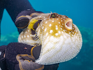 怒って膨らむサザナミフグ,  英名学名科目：White-spotted puffer, Arothron hispidus, フグ科, 他。 ヒリゾ浜南伊豆町中木 静岡県伊豆半島-2025 日本有数のシュノーケリングスポット。 夏の数カ月間だけ渡し船で行ける。 水質透明度魚影が素晴らしい。  © d3_plus