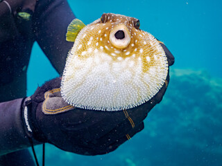 怒って膨らむサザナミフグ,  英名学名科目：White-spotted puffer, Arothron hispidus, フグ科, 他。 ヒリゾ浜南伊豆町中木 静岡県伊豆半島-2025 日本有数のシュノーケリングスポット。 夏の数カ月間だけ渡し船で行ける。 水質透明度魚影が素晴らしい。  © d3_plus