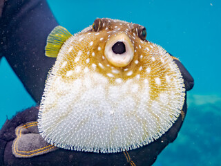 怒って膨らむサザナミフグ,  英名学名科目：White-spotted puffer, Arothron hispidus, フグ科, 他。 ヒリゾ浜南伊豆町中木 静岡県伊豆半島-2025 日本有数のシュノーケリングスポット。 夏の数カ月間だけ渡し船で行ける。 水質透明度魚影が素晴らしい。  © d3_plus