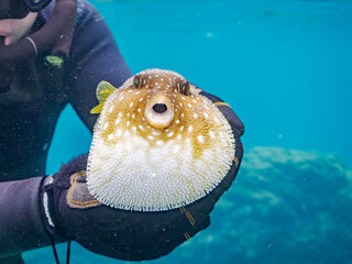怒って膨らむサザナミフグ,  英名学名科目：White-spotted puffer, Arothron hispidus, フグ科, 他。 ヒリゾ浜南伊豆町中木 静岡県伊豆半島-2025 日本有数のシュノーケリングスポット。 夏の数カ月間だけ渡し船で行ける。 水質透明度魚影が素晴らしい。  © d3_plus
