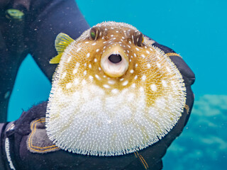 怒って膨らむサザナミフグ,  英名学名科目：White-spotted puffer, Arothron hispidus, フグ科, 他。 ヒリゾ浜南伊豆町中木 静岡県伊豆半島-2025 日本有数のシュノーケリングスポット。 夏の数カ月間だけ渡し船で行ける。 水質透明度魚影が素晴らしい。  © d3_plus