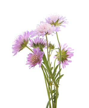 Purple scabiosa wild flowers bouquet.
