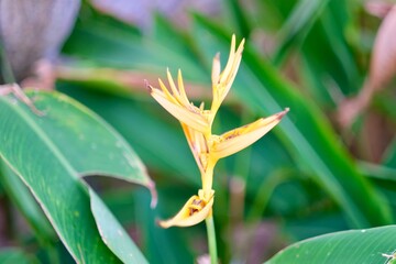 A close-up view of flowering plants in a tropical garden.