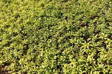 ツツジの垣根　背景素材