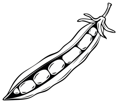 Illustration of a split open pea pod revealing multiple peas in outline
