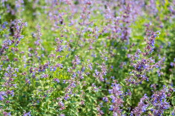 Fototapeta premium Spring background - close up of beautiful catnip flowers - with plenty of copy space