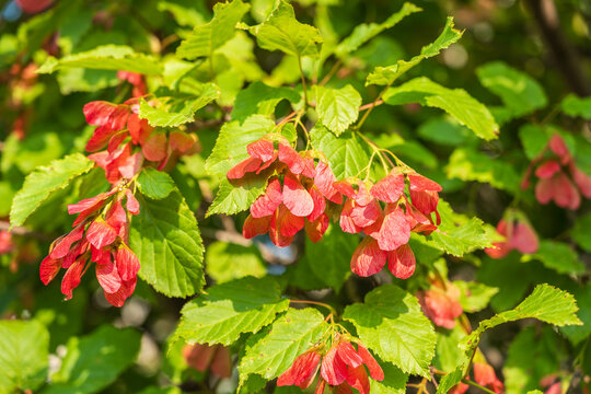 A close-up of the reddish-pink ripening fruits of the Tatar maple.