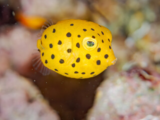 ミナミハコフグ, Yellow Boxfish, Ostracion cubicus, ハコフグ科, 幼魚yg ,  他。 ヒリゾ浜南伊豆町中木 静岡県伊豆半島-2025 日本有数のシュノーケリングスポット。 夏の数カ月間だけ渡し船で行ける。 水質透明度魚影が素晴らしい。  © d3_plus