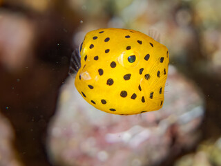 ミナミハコフグ, Yellow Boxfish, Ostracion cubicus, ハコフグ科, 幼魚yg ,  他。 ヒリゾ浜南伊豆町中木 静岡県伊豆半島-2025 日本有数のシュノーケリングスポット。 夏の数カ月間だけ渡し船で行ける。 水質透明度魚影が素晴らしい。  © d3_plus