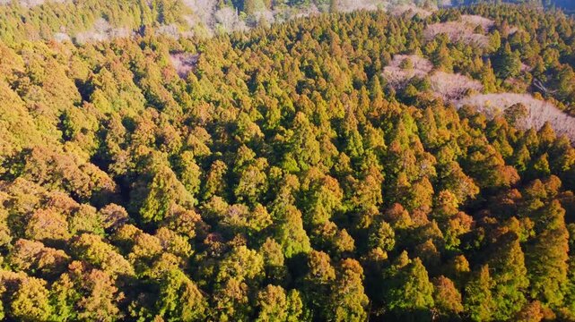 冬に咲く桜が紅葉した山をピンクに染めるダイナミックな空撮