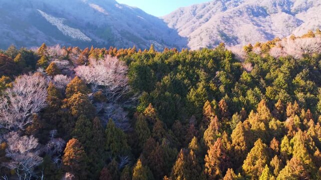 冬に咲く桜が紅葉した山をピンクに染めるダイナミックな空撮