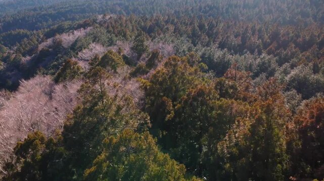 冬に咲く桜が紅葉した山をピンクに染めるダイナミックな空撮