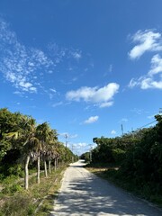 Tropical pathway lined with palm trees under bright blue sky