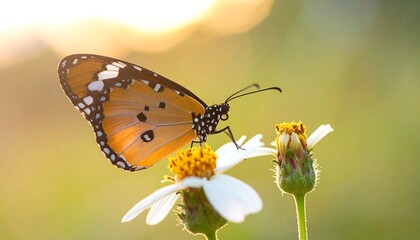 A butterfly on a white flower with a blurred background