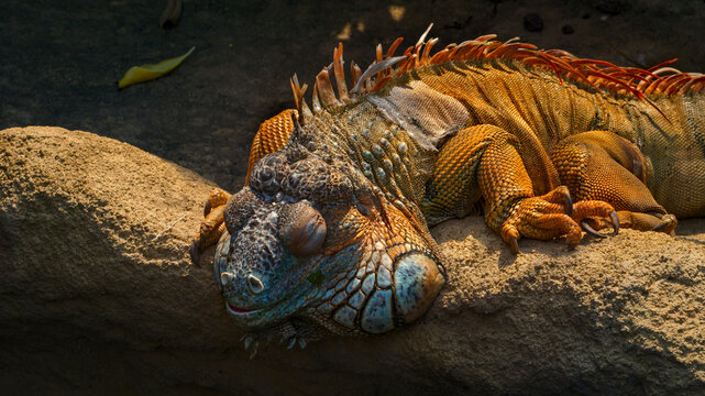 Arboreal lizard-like iguana with a dorsal crest sleeping on riverbanks in a forest