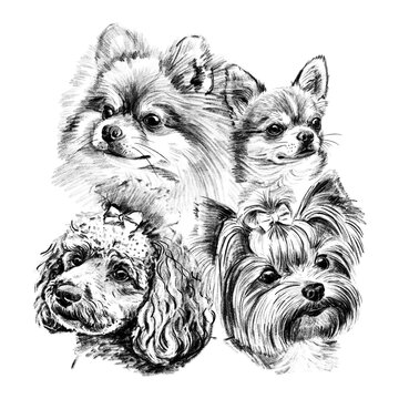 Hand drawn black and white illustration of toy dog breeds including Pomeranian, Chihuahua, Poodle and Yorkshire Terrier. Detailed realistic sketch portraits isolated on white background.