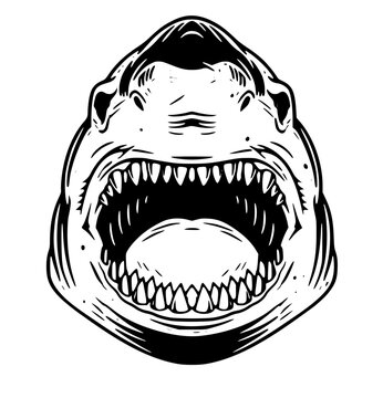 Fierce shark head with open mouth and sharp teeth