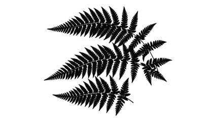 A black and white image of a fern leaf isolated on white background, Vector © MD Riad Hossain 
