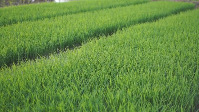Lush Green Young Rice Paddy Field Cultivation Rows Growing Under Natural Light Agricultural Scene