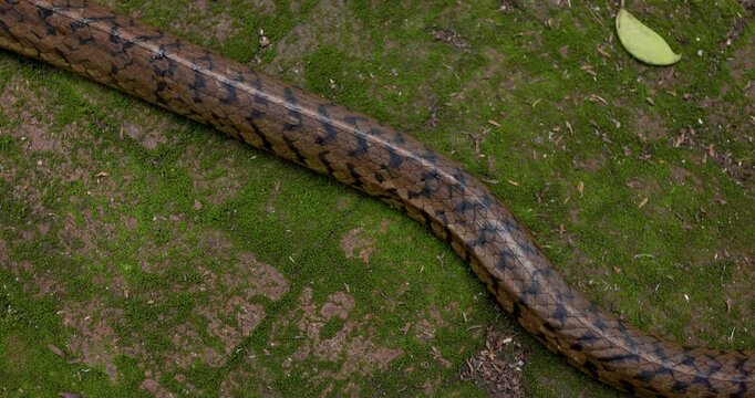 Close-up of the stunning black and yellow markings on an Indian Rat Snake's scales, texture