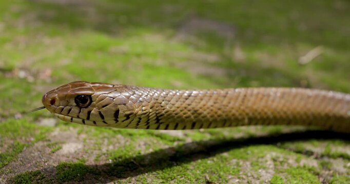 Sideways Closeup of an Indian Rat Snake head with slow-motion tongue flicking; sensing in the wild