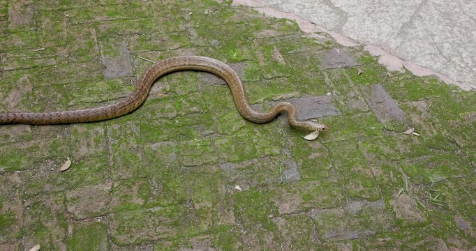 Indian Rat Snake on a mossy floor looks around and begins to slither moving away