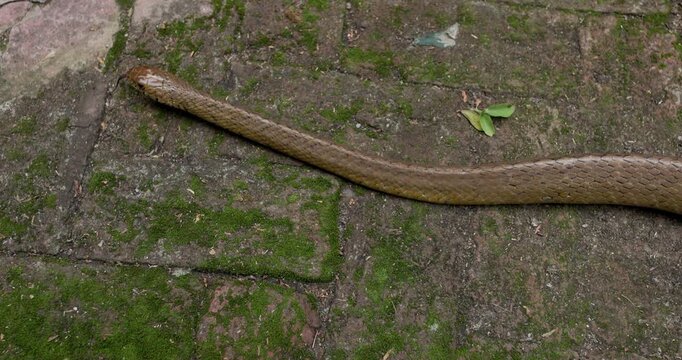 Slow-motion top view of an Indian Rat Snake head flicking its tongue to sense the wild
