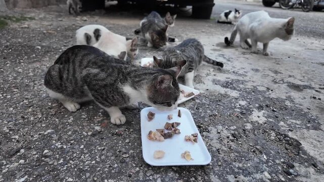 scene of multiple cats feeding from food trays in an urban environment, rescuing cats living on the streets