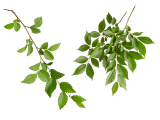 Green leaves on tree branch set isolated on white background, close-up