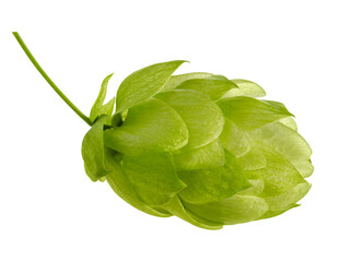 Hop green plant cone on stem isolated on white background, close-up