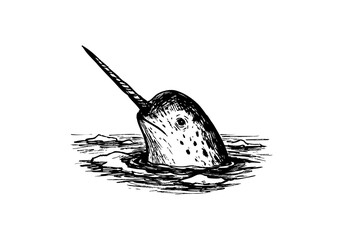 Narwhal hand drawn simple sketch vector illustration