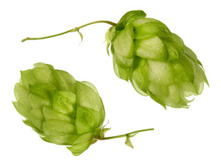 Two fresh green hop cones close-up isolated on white background