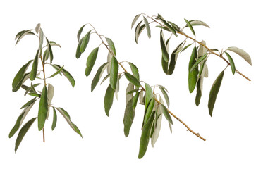 Olive tree branches with green leaves set isolated on white background