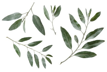 Fresh olive tree branches with green leaves set isolated on white background