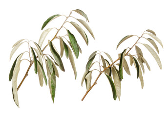 Two fresh green olive tree branches with leaves isolated on white background