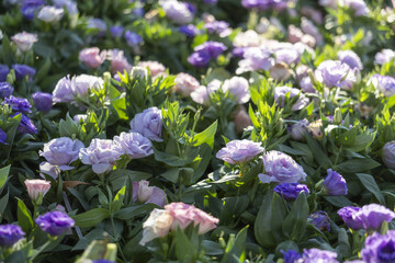 Serene background of delicate purple and lavender pansy flower blooming in spring garden. fresh green leaf and soft petals create gentle, beautiful floral scene © CoreRock
