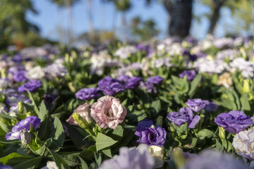 Obraz premium Beautiful field of purple and white lisianthus flower in serene garden. delicate petal bloom in natural sunlight with blurred background creating peaceful flora scene