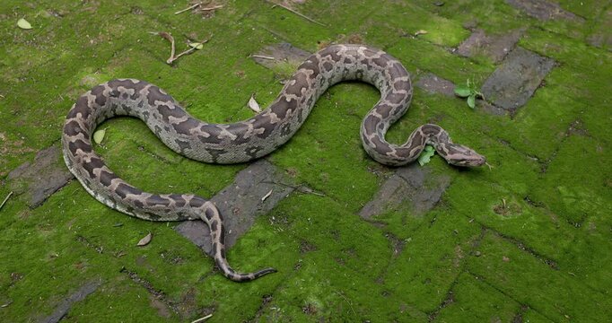 Huge Indian Rock Python senses with its tongue while moving its tail on a lush mossy floor.