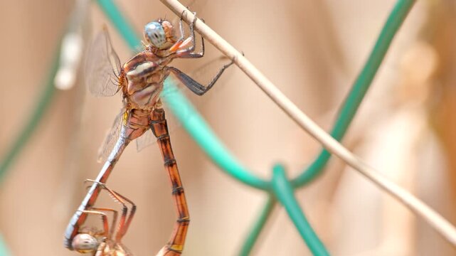 Pair of two-striped skimmer dragonflies mating, extreme close-up with copy space