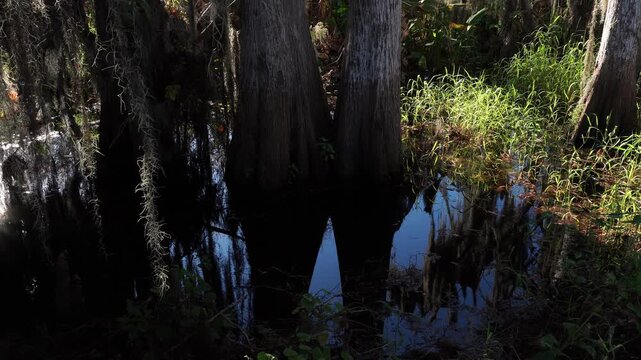The reflection of tall trees on the water&rsquo;s surface is exquisitely beautiful. What&rsquo;s even more amazing is that these trees actually grow in the water.
