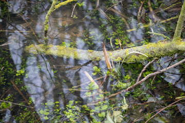 Submerged tree branch with yellow lichen in clear shallow water
