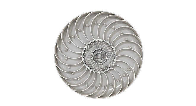 Nautilus Shell Cross-Section